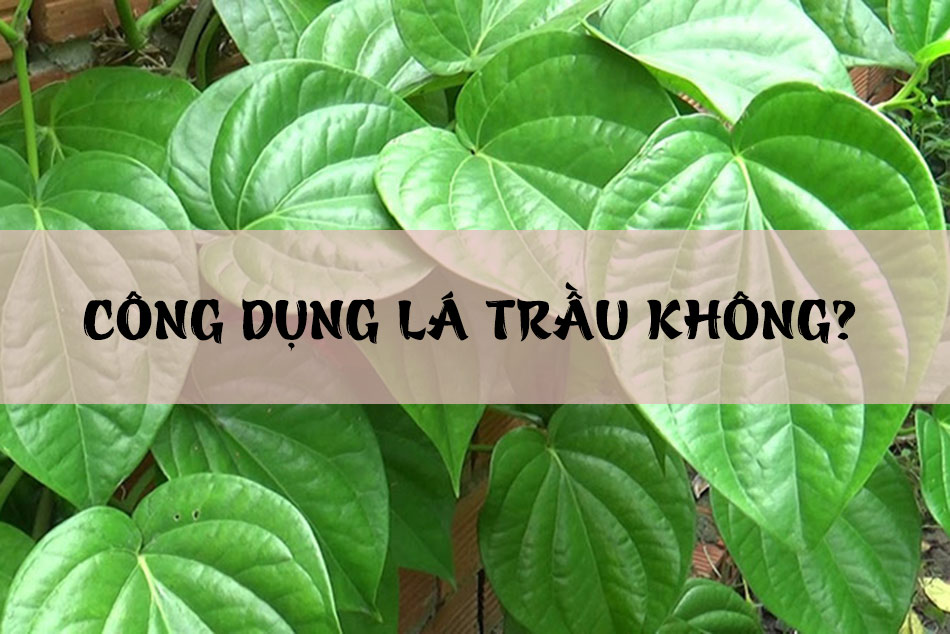 Lá trầu không có tác dụng gì?